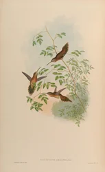 Phaethornis striigularis saturatus